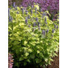 Kłosowiec 'Golden Jubilee' | Agastache foeniculum