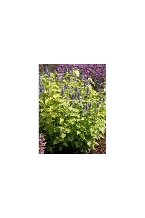 Kłosowiec 'Golden Jubilee' | Agastache foeniculum