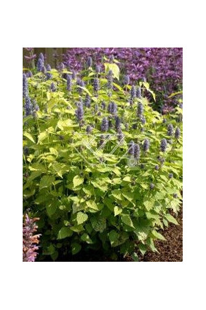 Kłosowiec 'Golden Jubilee' | Agastache foeniculum