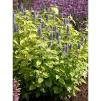 Kłosowiec 'Golden Jubilee' | Agastache foeniculum