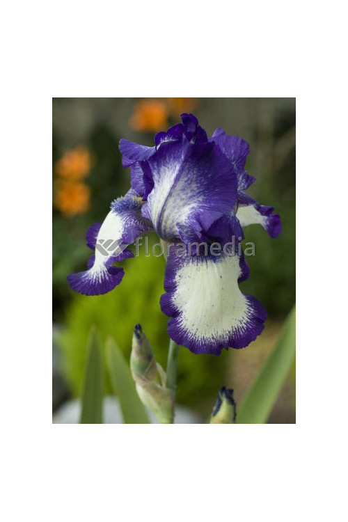 kosaciec, kosaciec amerykański, irys, iris, Kosaciec (Irys) amerykański Stepping Out, Niebieski Irys, niebieskie kwiaty, niebies