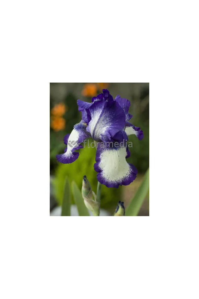 kosaciec, kosaciec amerykański, irys, iris, Kosaciec (Irys) amerykański Stepping Out, Niebieski Irys, niebieskie kwiaty, niebies