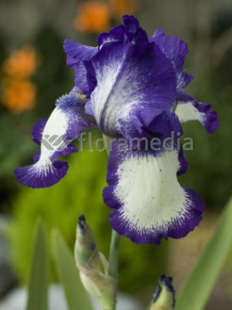 kosaciec, kosaciec amerykański, irys, iris, Kosaciec (Irys) amerykański Stepping Out, Niebieski Irys, niebieskie kwiaty, niebies