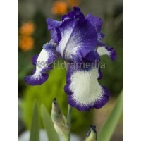 kosaciec, kosaciec amerykański, irys, iris, Kosaciec (Irys) amerykański Stepping Out, Niebieski Irys, niebieskie kwiaty, niebies