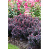 Berberys Thunberga 'Concorde' | Berberis thunbergii