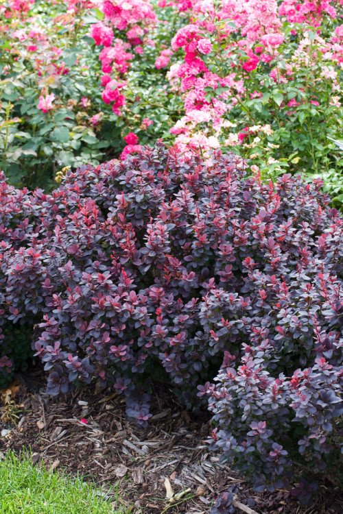 Berberys Thunberga 'Concorde' | Berberis thunbergii