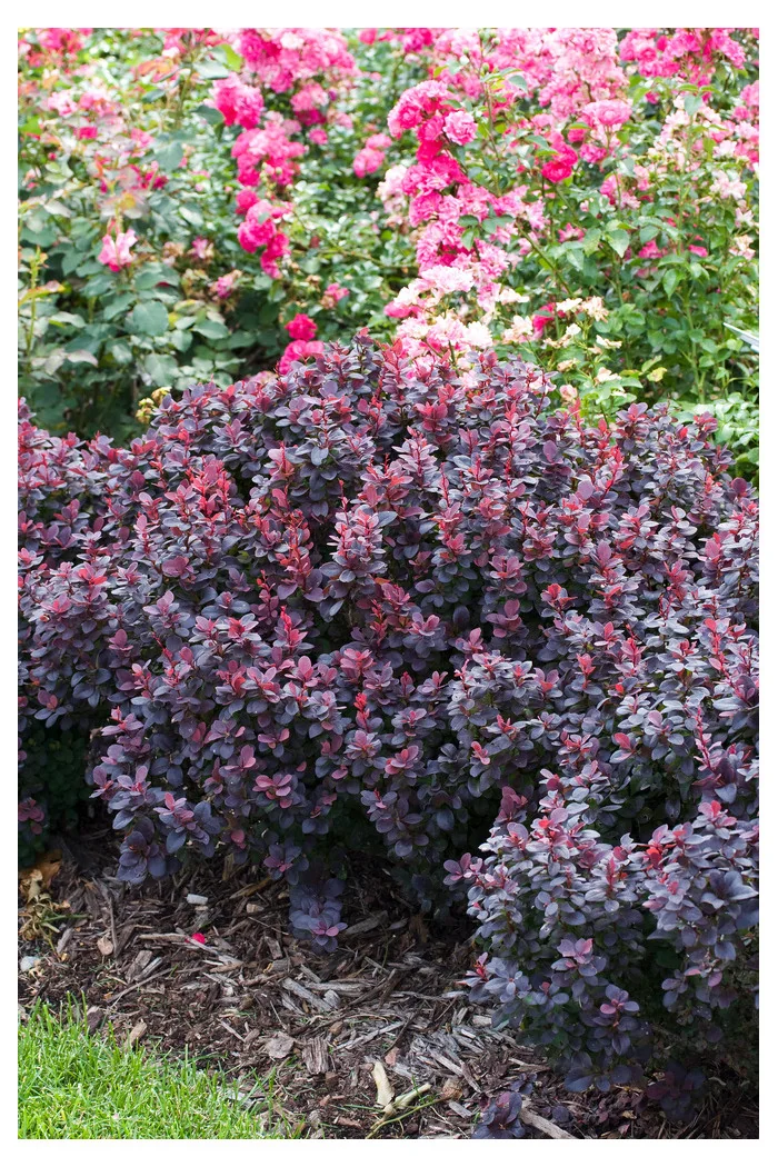 Berberys Thunberga 'Concorde' | Berberis thunbergii