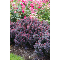 Berberys Thunberga 'Concorde' | Berberis thunbergii