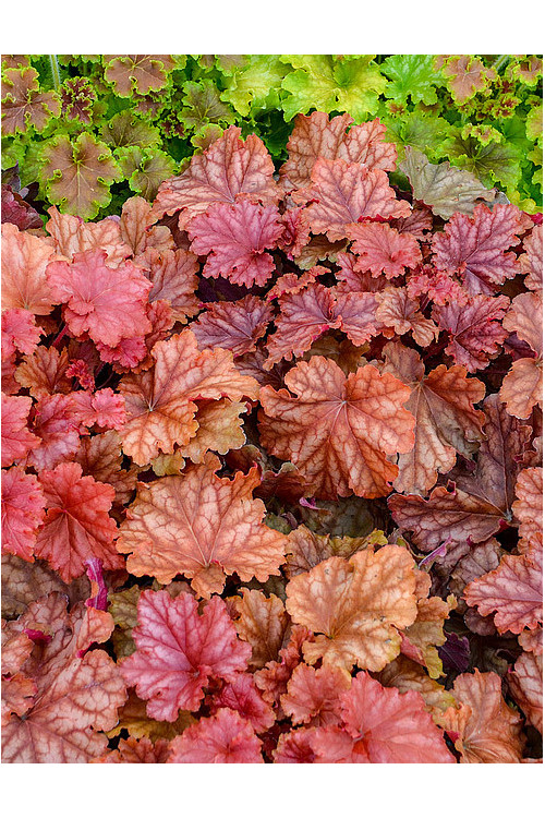 Żurawka 'Peachberry Ice' | Heuchera