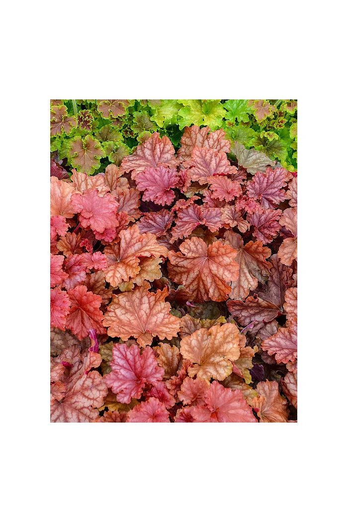 Żurawka 'Peachberry Ice' | Heuchera