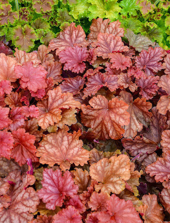 Żurawka 'Peachberry Ice' | Heuchera