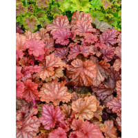 Żurawka 'Peachberry Ice' | Heuchera