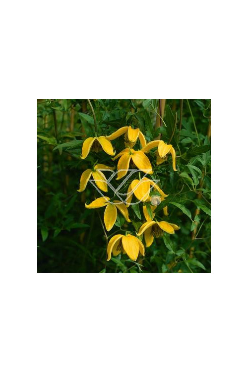 Powojnik tangucki 'Bill MacKenzie' | Clematis tangutica