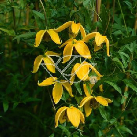 Powojnik tangucki 'Bill MacKenzie' | Clematis tangutica