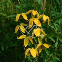 Powojnik tangucki 'Bill MacKenzie' | Clematis tangutica