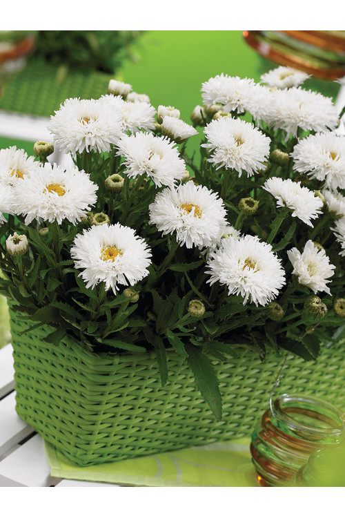 Złocień 'Laspider' | Leucanthemum maximum