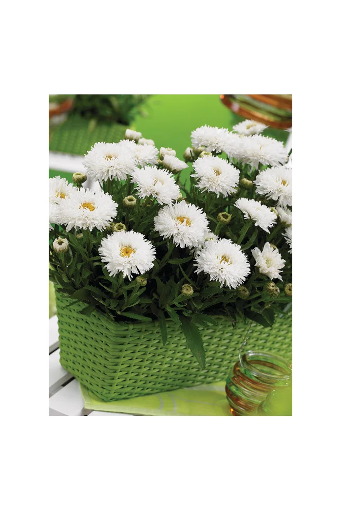 Złocień 'Laspider' | Leucanthemum maximum