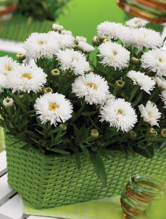 Złocień 'Laspider' | Leucanthemum maximum