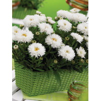 Złocień 'Laspider' | Leucanthemum maximum
