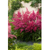 Tawułka chińska 'Vision in Red' Astilbe arendsii