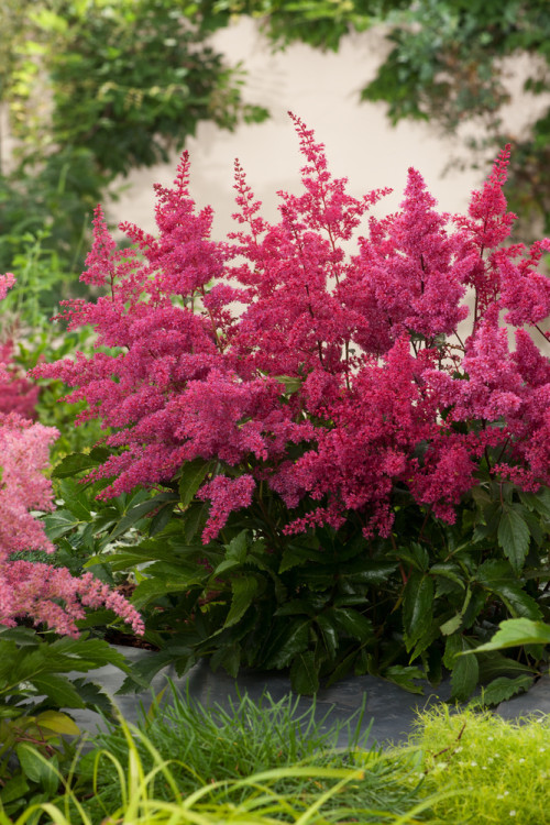 Tawułka chińska 'Vision in Red' Astilbe arendsii