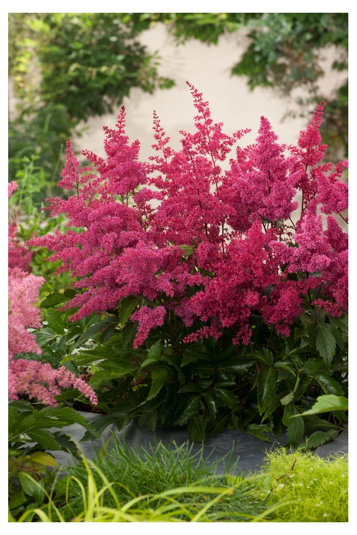 Tawułka chińska 'Vision in Red' Astilbe arendsii