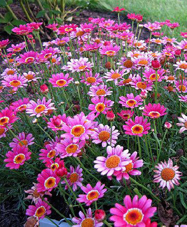 Złocień krzewiasty (Rumianek) 'Rose' Argyranthemum