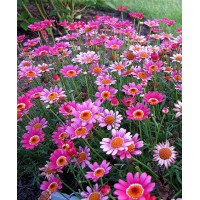 Złocień krzewiasty (Rumianek) 'Rose' Argyranthemum