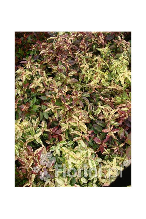 Kiścień 'Rainbow' | Leucothoe