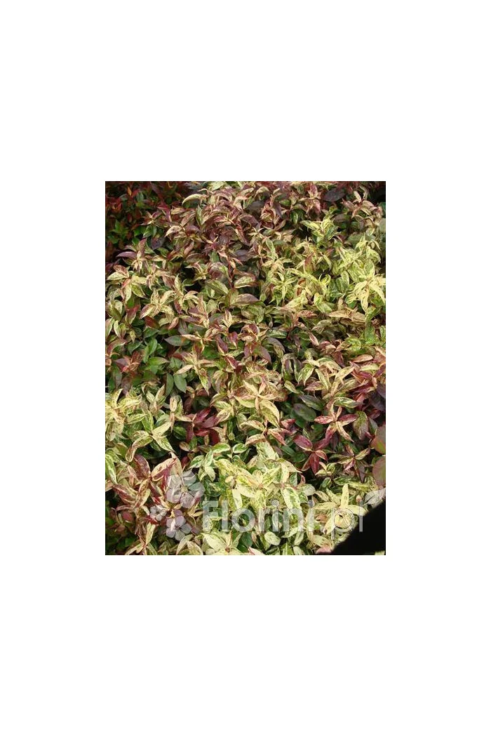 Kiścień 'Rainbow' | Leucothoe