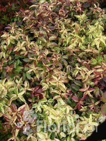 Kiścień 'Rainbow' | Leucothoe