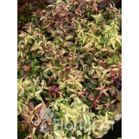 Kiścień 'Rainbow' | Leucothoe