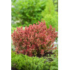 Berberys Thunberga 'Admiration' | Berberis thunbergii
