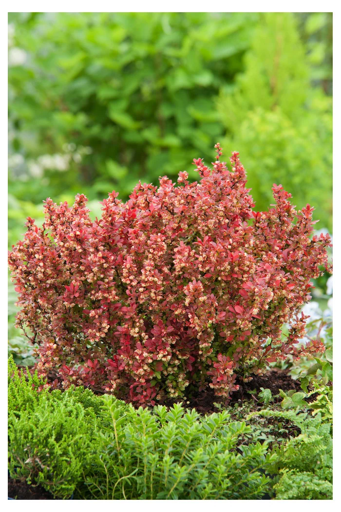 Berberys Thunberga 'Admiration' | Berberis thunbergii