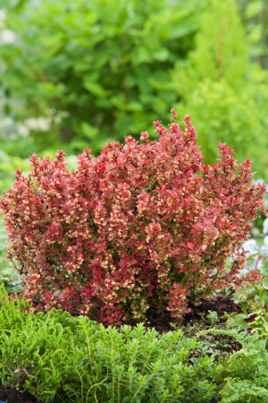 Berberys Thunberga 'Admiration' | Berberis thunbergii