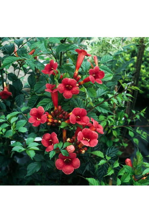 Milin amerykański 'Flamenco' | Campsis radicans
