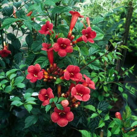 Milin amerykański 'Flamenco' | Campsis radicans