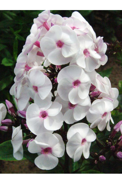 Floks wiechowaty 'Ice Cream' | Phlox panniculata