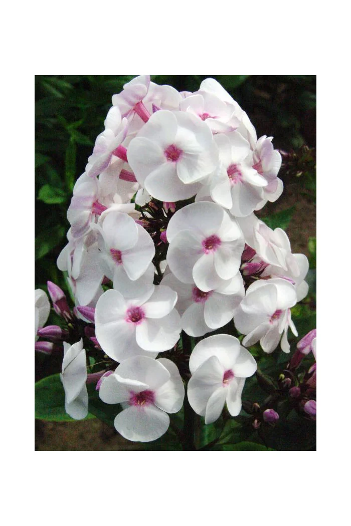 Floks wiechowaty 'Ice Cream' | Phlox panniculata