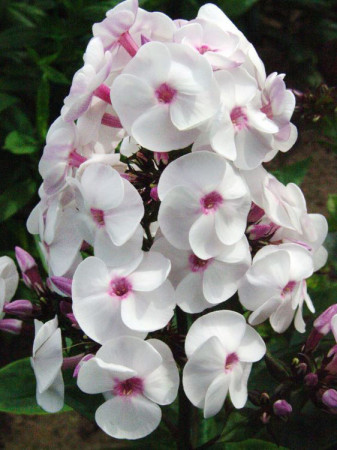 Floks wiechowaty 'Ice Cream' | Phlox panniculata