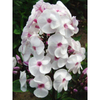 Floks wiechowaty 'Ice Cream' | Phlox panniculata