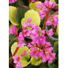 Bergenia 'Lunar Glow' Bergenia cordifolia