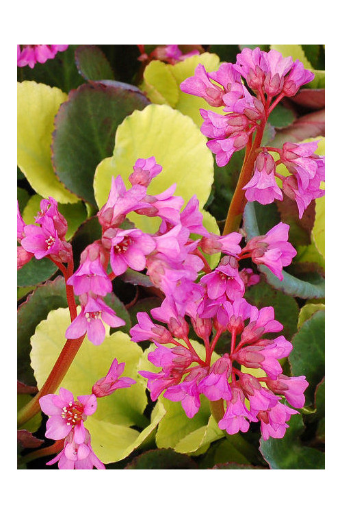 Bergenia 'Lunar Glow' Bergenia cordifolia