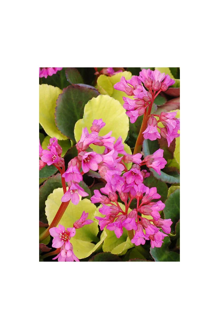 Bergenia 'Lunar Glow' Bergenia cordifolia