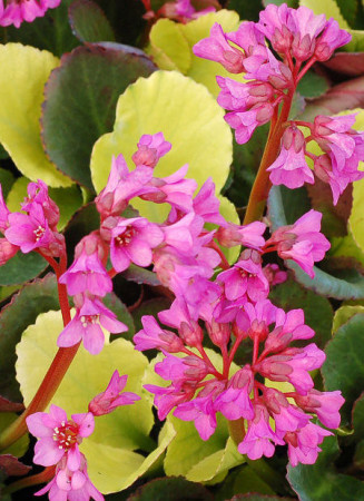 Bergenia 'Lunar Glow' Bergenia cordifolia