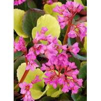 Bergenia 'Lunar Glow' Bergenia cordifolia