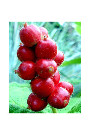 Triosteum himalajskie Triosteum himalayanum