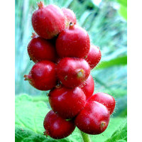 Triosteum himalajskie Triosteum himalayanum