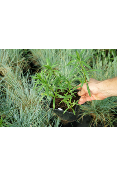 Krwawnik syberyjski 'Love Parade' Achillea sibirica var. camtschatica