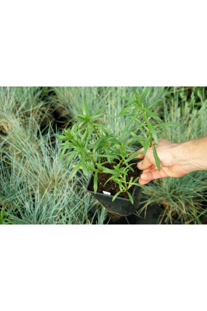 Krwawnik syberyjski 'Love Parade' Achillea sibirica var. camtschatica